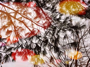 Low angle view of trees against sky during winter