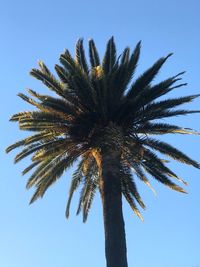 Low angle view of palm tree against blue sky