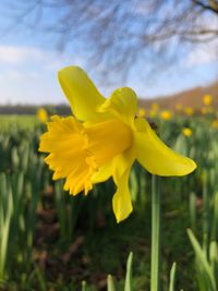 Close-up of yellow flower blooming in field