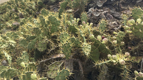 High angle view of cactus growing on field