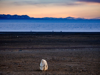 Yak standing at lakeshore against sky during sunset