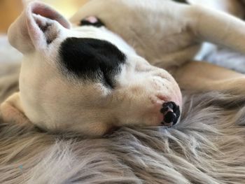 Close-up of dog sleeping on bed