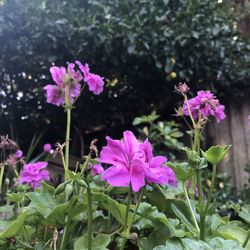 Close-up of pink flowering plants
