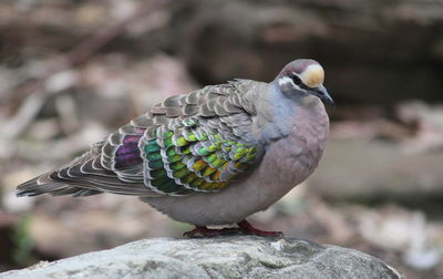 Close-up of bird perching on rock