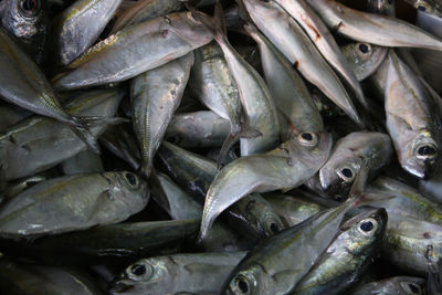 Close-up of fish for sale in market