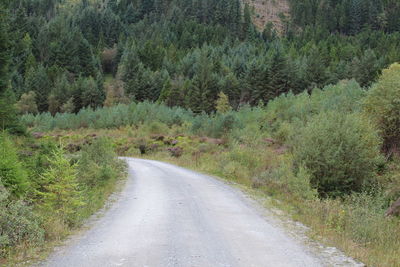 Road amidst trees in forest