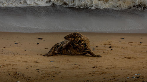 View of bird on beach