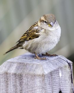 Close-up of bird perching on wood