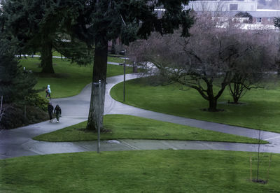 Trees in park