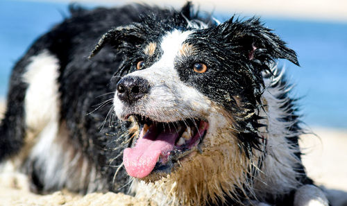 Close-up of dog looking away