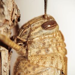 Close-up of christmas decoration hanging against wall