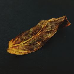 Close-up of dry leaf against black background