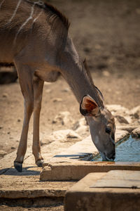 Close-up of female greater kudu drinking water