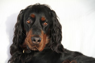 Close-up portrait of a dog