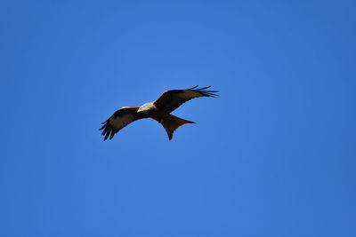 Low angle view of bird flying in sky