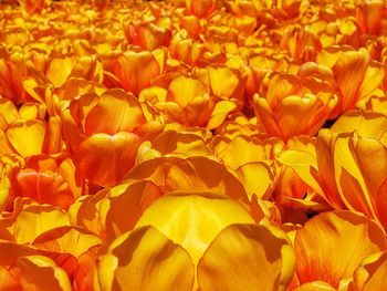 Close-up of yellow flowering plant