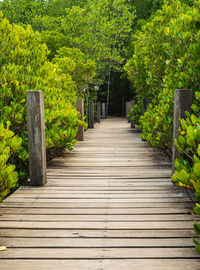 Footpath amidst trees in park