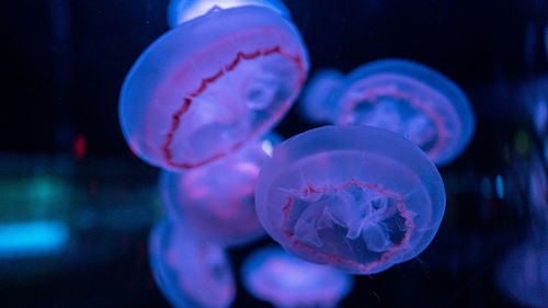 Close-up of jellyfish swimming in sea