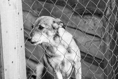 Close-up of chainlink fence