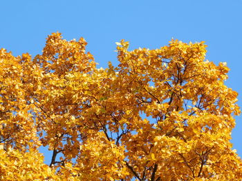 Low angle view of yellow flowering plants against clear blue sky