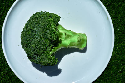 High angle view of broccoli in plate on field