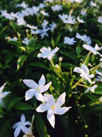 Close-up of white flowers