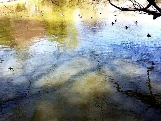 water, bird, animals in the wild, animal themes, wildlife, swimming, lake, reflection, waterfront, duck, rippled, flock of birds, nature, high angle view, medium group of animals, tranquility, beauty in nature, outdoors, water bird