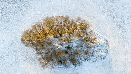 Close-up of snow on plant