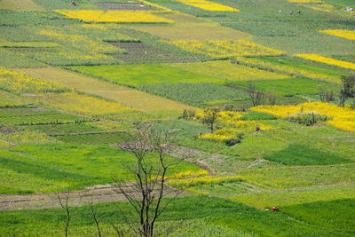 Scenic view of agricultural field