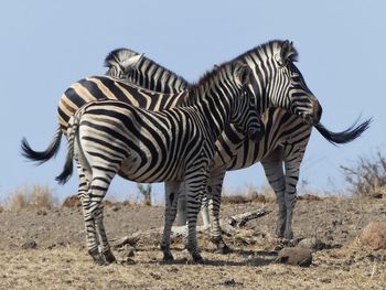 Zebra standing on a field