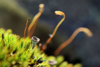 Close-up of a moss