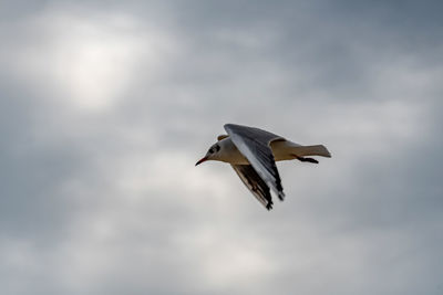 Low angle view of seagull flying in sky