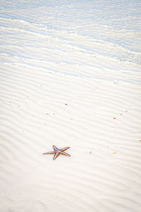 High angle view of crab on beach