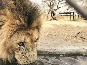 Close-up of lion drinking water