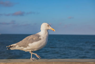 Seagull perching on a sea