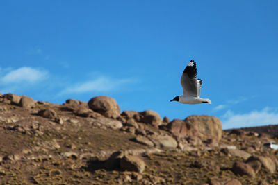 Low angle view of seagull flying