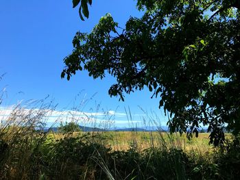 Scenic view of trees against clear blue sky