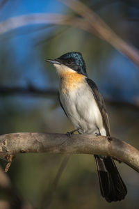 Close-up of bird perching on branch