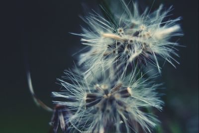 Close-up of dandelion flower