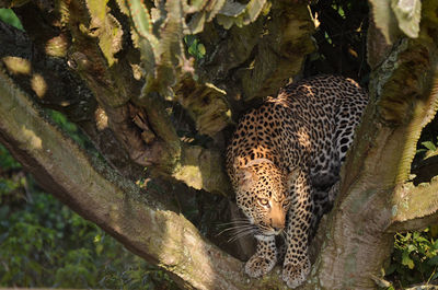 Leopard looking away