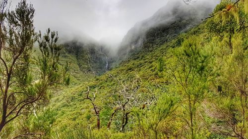 Scenic view of forest against sky