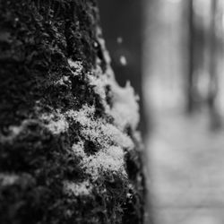 Close-up of moss on tree trunk