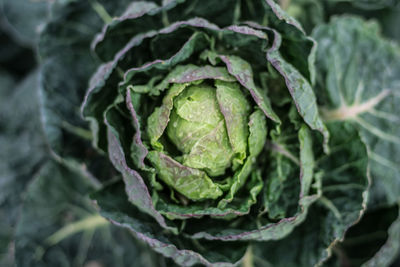 Full frame shot of cabbage