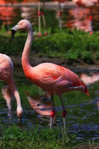 Flamingo im zoo