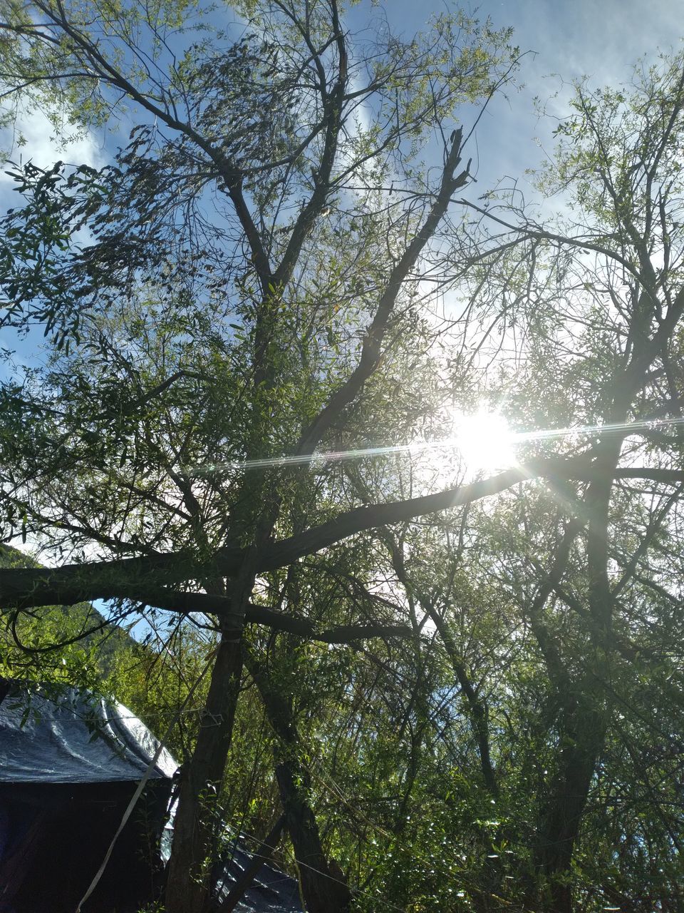 tree, plant, sunlight, low angle view, nature, sky, growth, branch, day, no people, beauty in nature, leaf, tranquility, lens flare, outdoors, sunbeam, forest, sun, flower, woodland, architecture, tree trunk, trunk