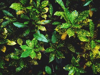 High angle view of plants