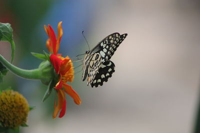 Close-up of butterfly pollinating on flower