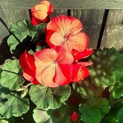 Close-up of red flower