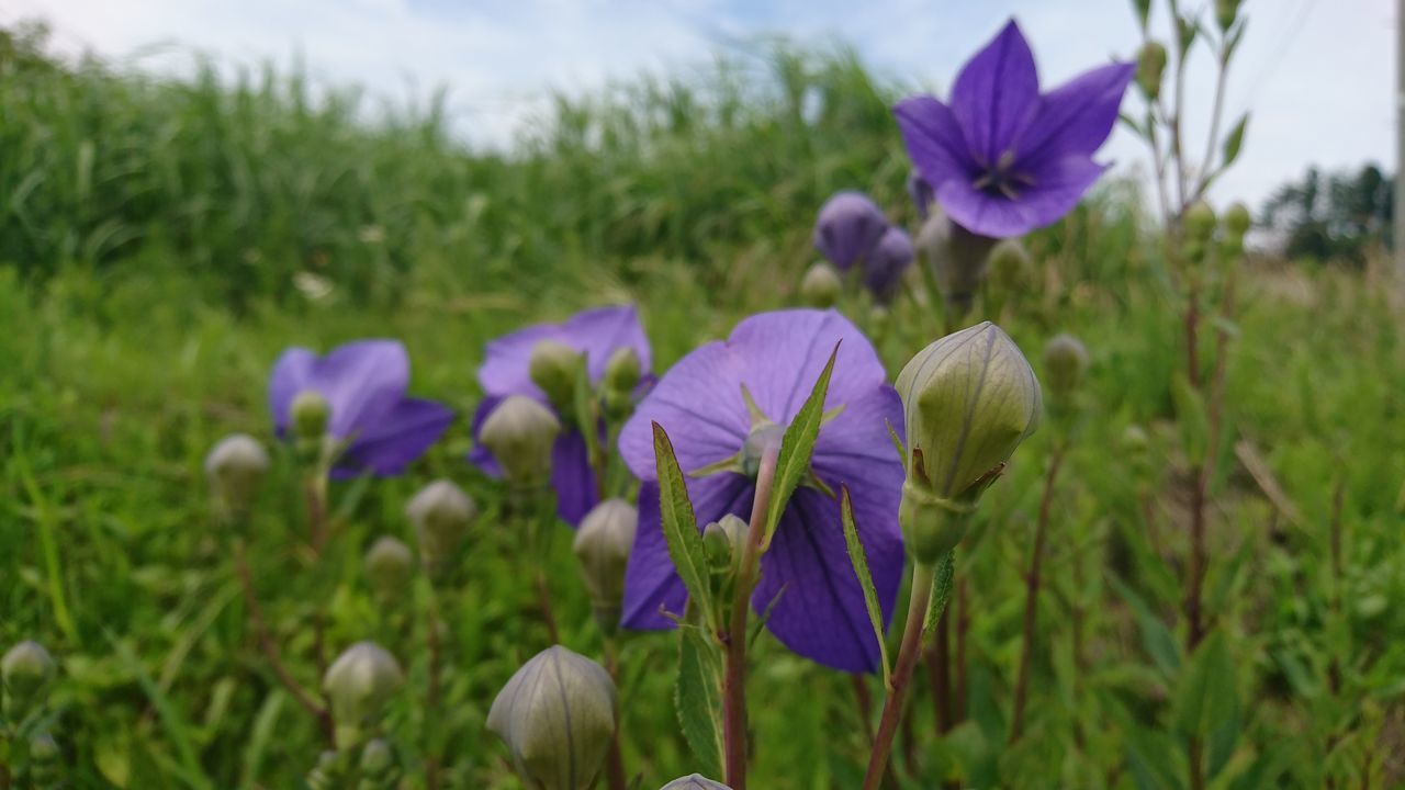 flowering plant, plant, flower, freshness, beauty in nature, fragility, growth, vulnerability, land, purple, petal, field, close-up, nature, green color, flower head, focus on foreground, inflorescence, no people, day, outdoors, iris, crocus