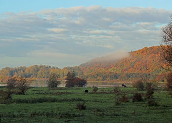 Scenic view of field against sky